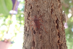 Apodiphus integriceps