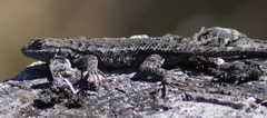 Sceloporus occidentalis occidentalis