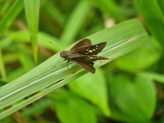 Polytremis lubricans