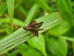 Polytremis lubricans