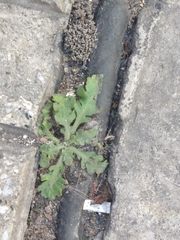 Angiospermae