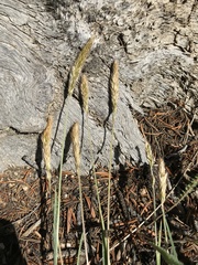 Trisetum spicatum
