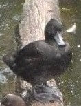 Aythya novaeseelandiae