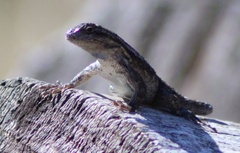 Sceloporus occidentalis occidentalis