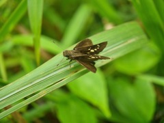 Polytremis lubricans