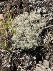 Cladonia arbuscula