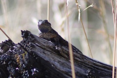 Sceloporus occidentalis occidentalis
