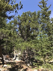 Pinus aristata