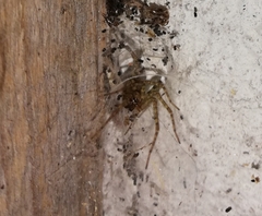 Tegenaria ferruginea