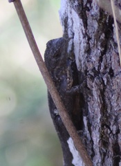 Sceloporus occidentalis occidentalis