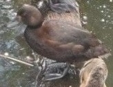 Aythya novaeseelandiae