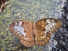 Tanaecia pelea