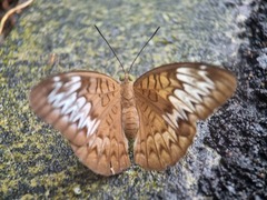 Tanaecia pelea