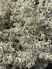 Cladonia arbuscula