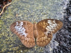 Tanaecia pelea