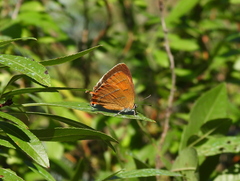 Thecla betulae