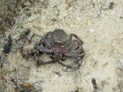 Isopedella saundersi