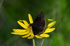 Erynnis zarucco