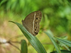 Mycalesis perseoides