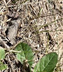 Chortophaga australior