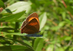 Thecla betulae