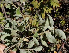 Salix bebbiana