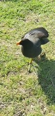 Gallinula tenebrosa