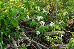 Clematis alpina sibirica
