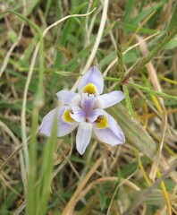 Moraea setifolia
