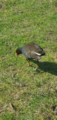 Gallinula tenebrosa
