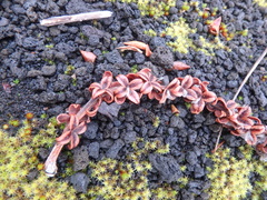 Salix arctica