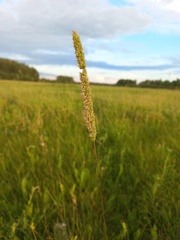 Phleum phleoides