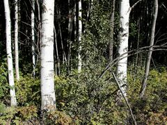 Salix bebbiana