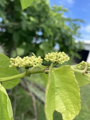 Cissus verticillata