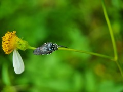Thyreus himalayensis