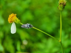 Thyreus himalayensis