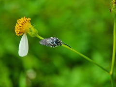 Thyreus himalayensis