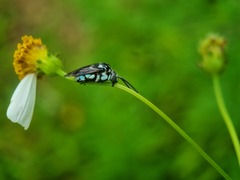 Thyreus himalayensis