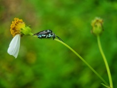 Thyreus himalayensis