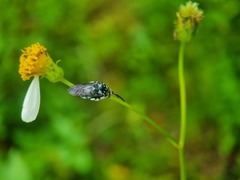 Thyreus himalayensis