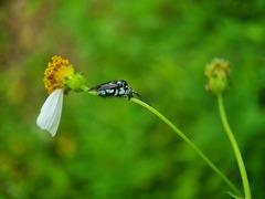 Thyreus himalayensis