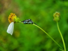 Thyreus himalayensis
