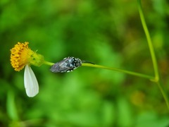 Thyreus himalayensis