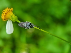 Thyreus himalayensis
