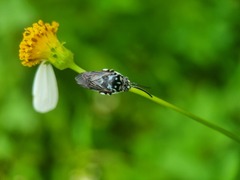 Thyreus himalayensis