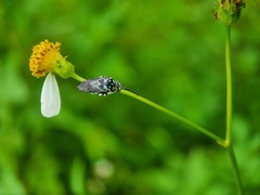Thyreus himalayensis