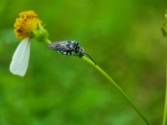 Thyreus himalayensis