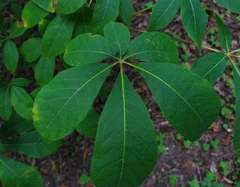 Aesculus parviflora