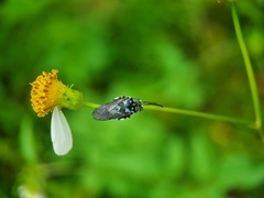 Thyreus himalayensis