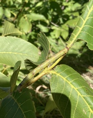 Biston betularia